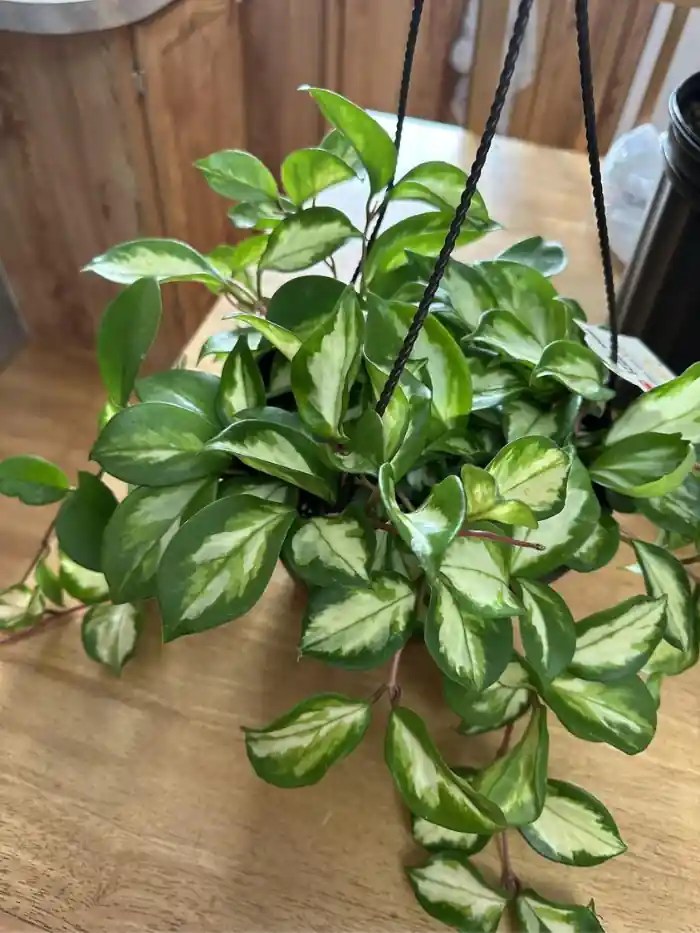 14 Fastest Growing Houseplants for Lush Indoors Gardenine