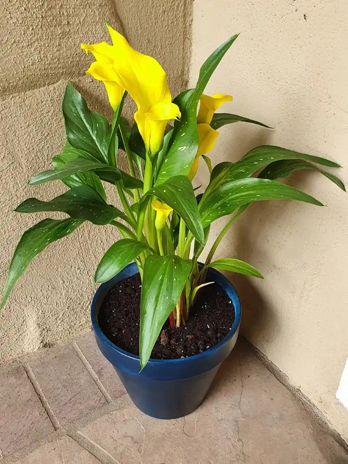 Calla Lily Drooping 8 Reasons and Fixes Gardenine