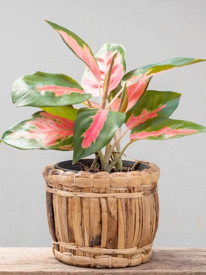 10 Resilient Plants that Grow in Dark Rooms Gardenine