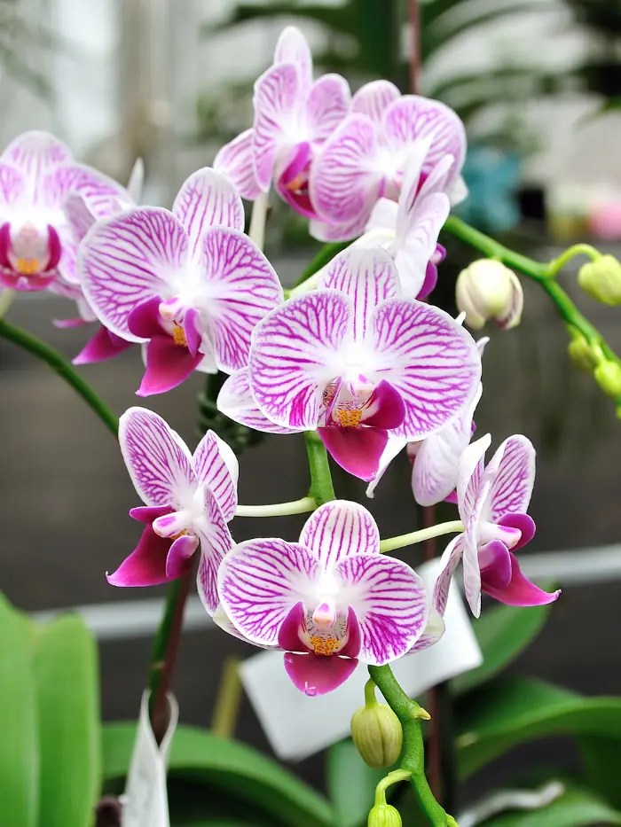 Do Orchids Grow Back and Rebloom After Flowers Fall Off? Gardenine