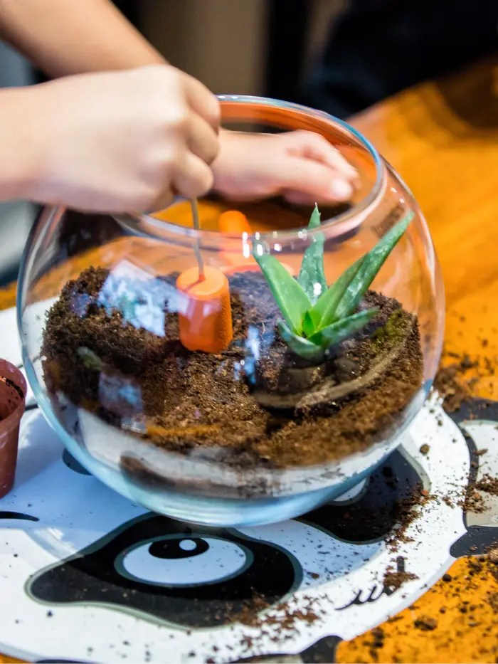 How to make a succulent terrarium