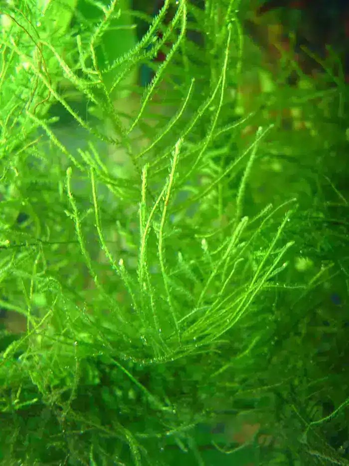 Java moss
