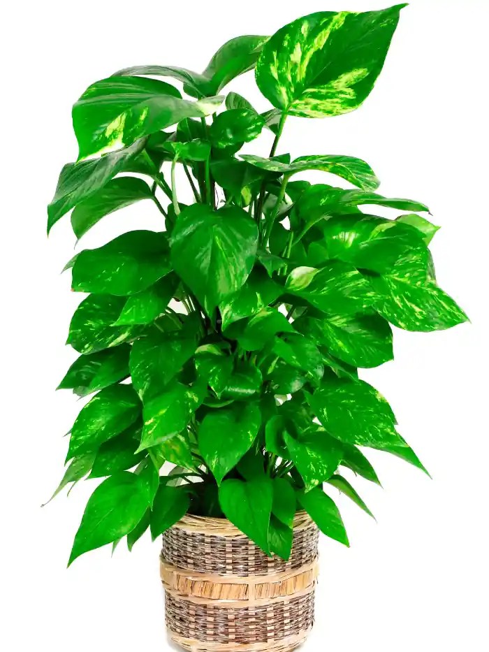 10 Resilient Plants that Grow in Dark Rooms Gardenine