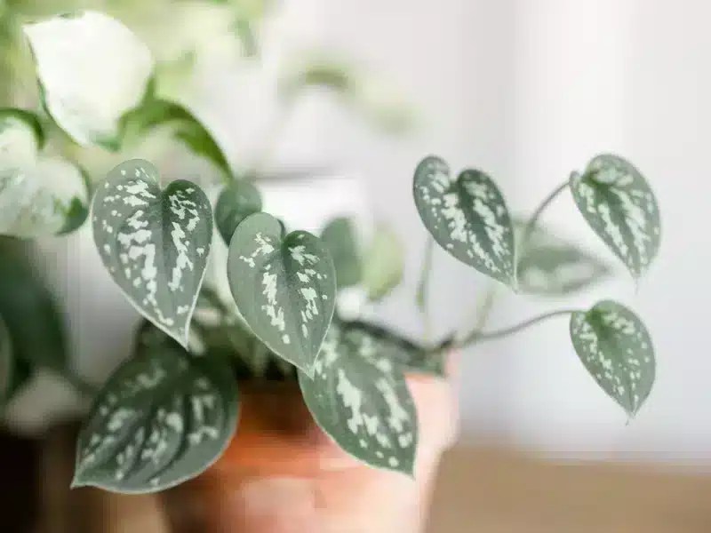 What is indirect light for plants