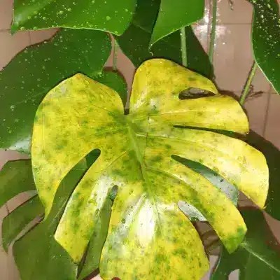 overwatered monstera