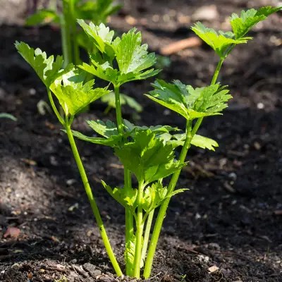 Celery