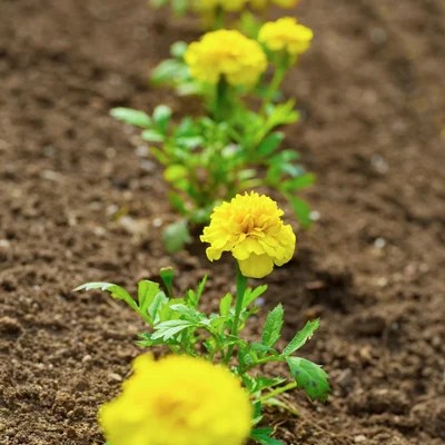 Marigolds