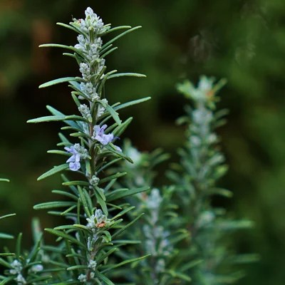Rosemary