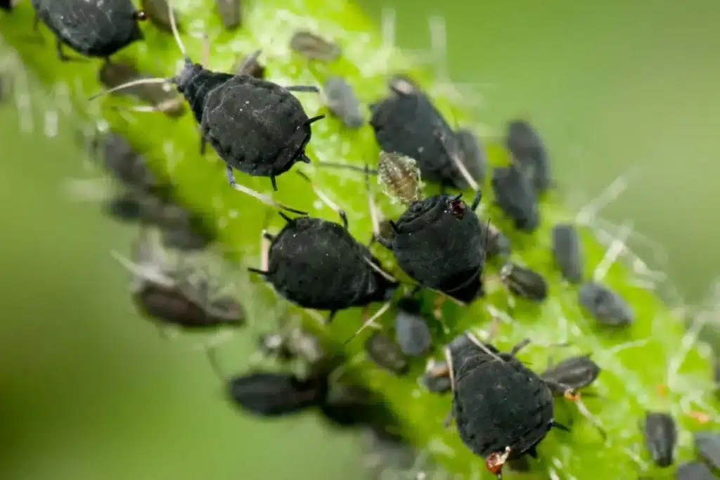 Black aphids