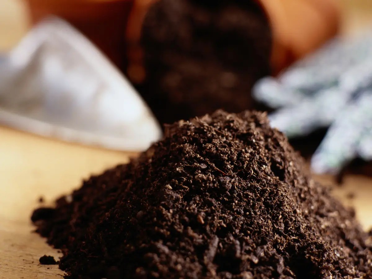 Soil for Lemon Trees Best Potting Mixes & Recipe Gardenine