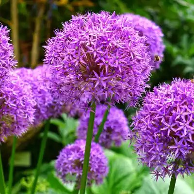 Alliums in bloom.