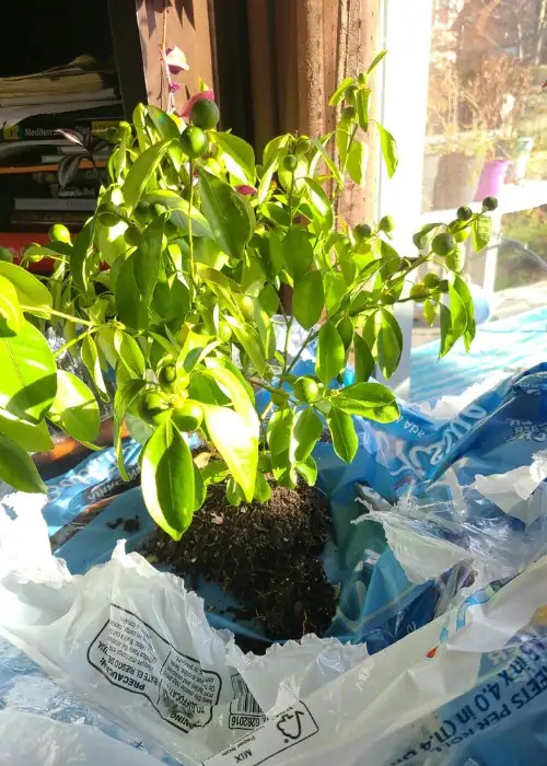 Lemon Tree Root Rot Expert Diagnosis and Treatment Gardenine