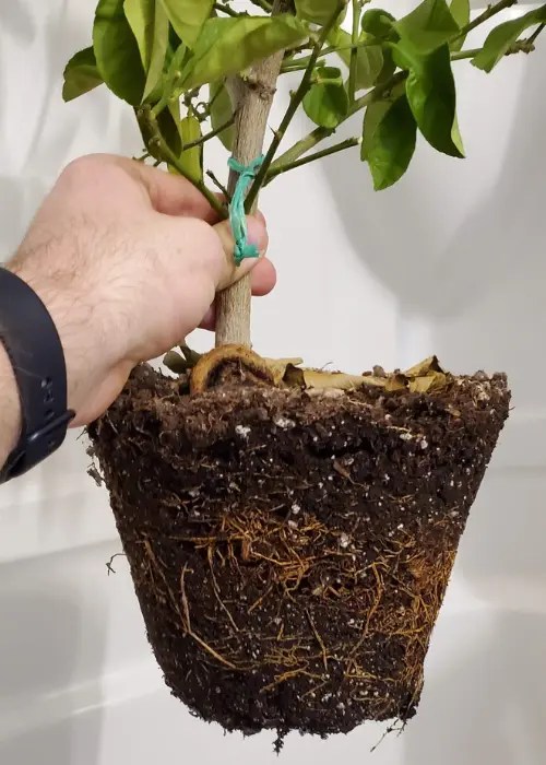 Lemon Tree Root Rot Expert Diagnosis and Treatment Gardenine