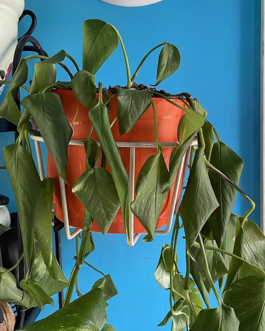 Drooping Pothos Reasons and How to Revive It Gardenine