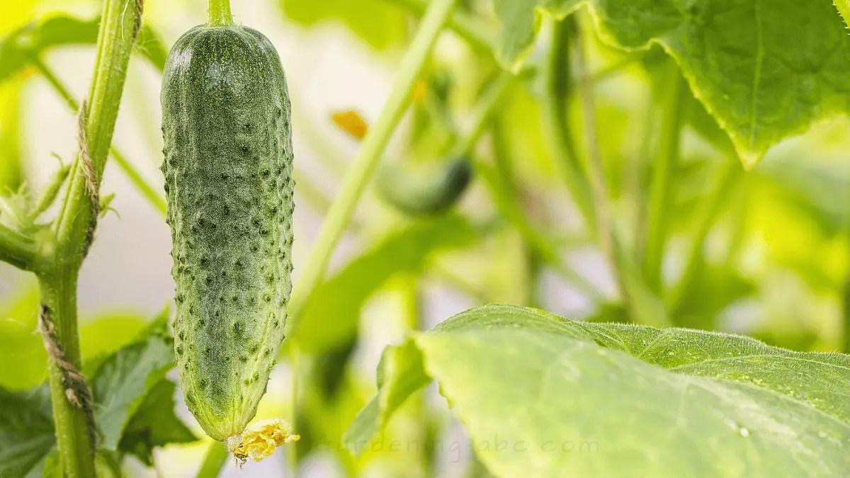 7 Reasons Why Your Cucumber Leaves Are Turning White