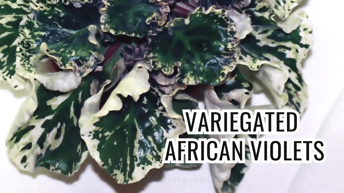 Variegated African Violets 101 How To Grow And Care These Vivid Houseplants [A Beginner's Guide]