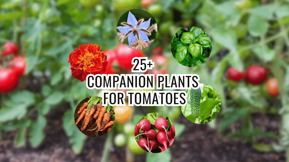 Top 5 Companion Plants For Tomatoes That Can Increase Your Yield