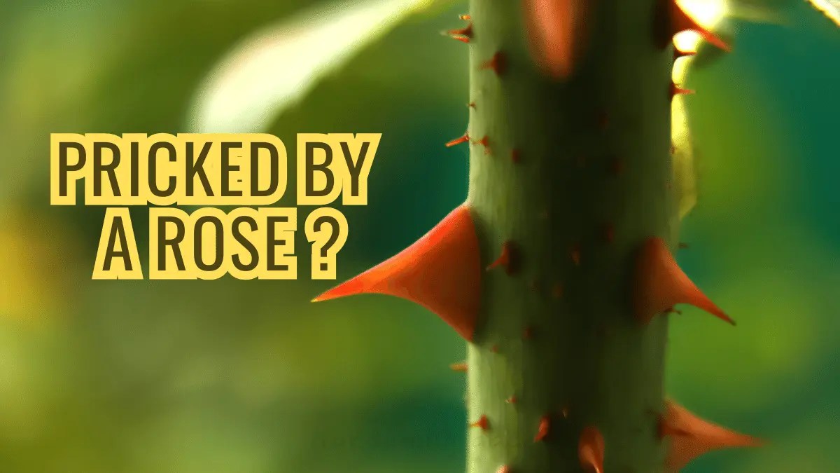 What To Do When Pricked By A Rose In The Garden