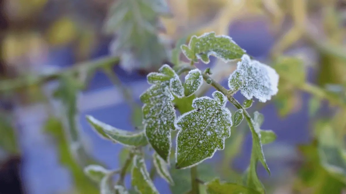 What Is The Lowest Temperature Tomato Plants Can Tolerate? Ways To