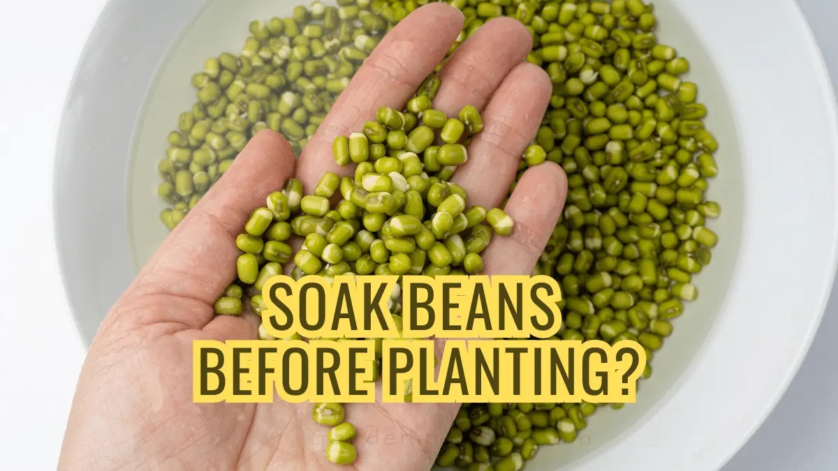 Should You Soak Beans Before Planting? Some Crucial Information