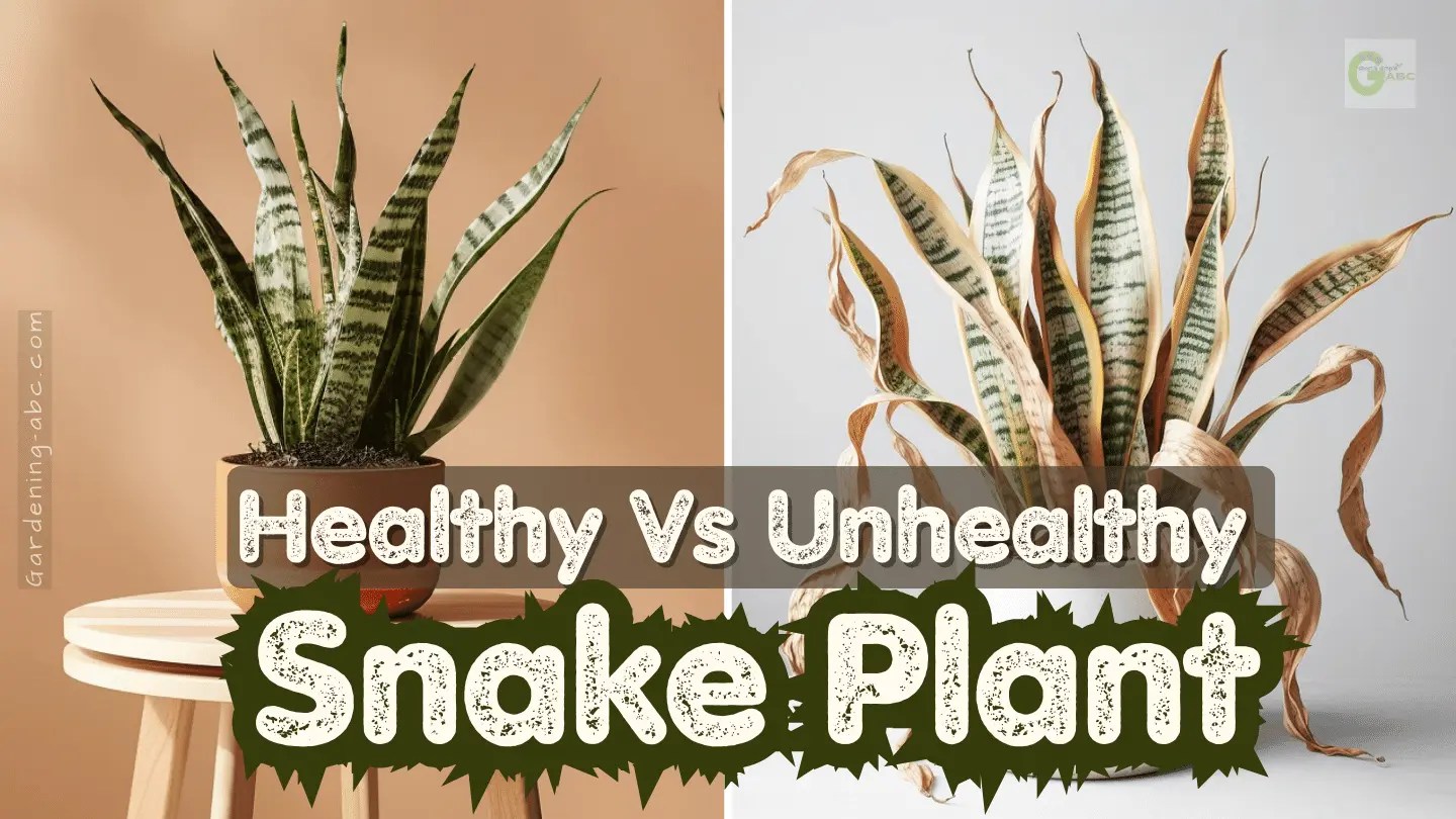 Healthy Vs. Unhealthy Snake Plant How To Find Out If Your Snake Plant