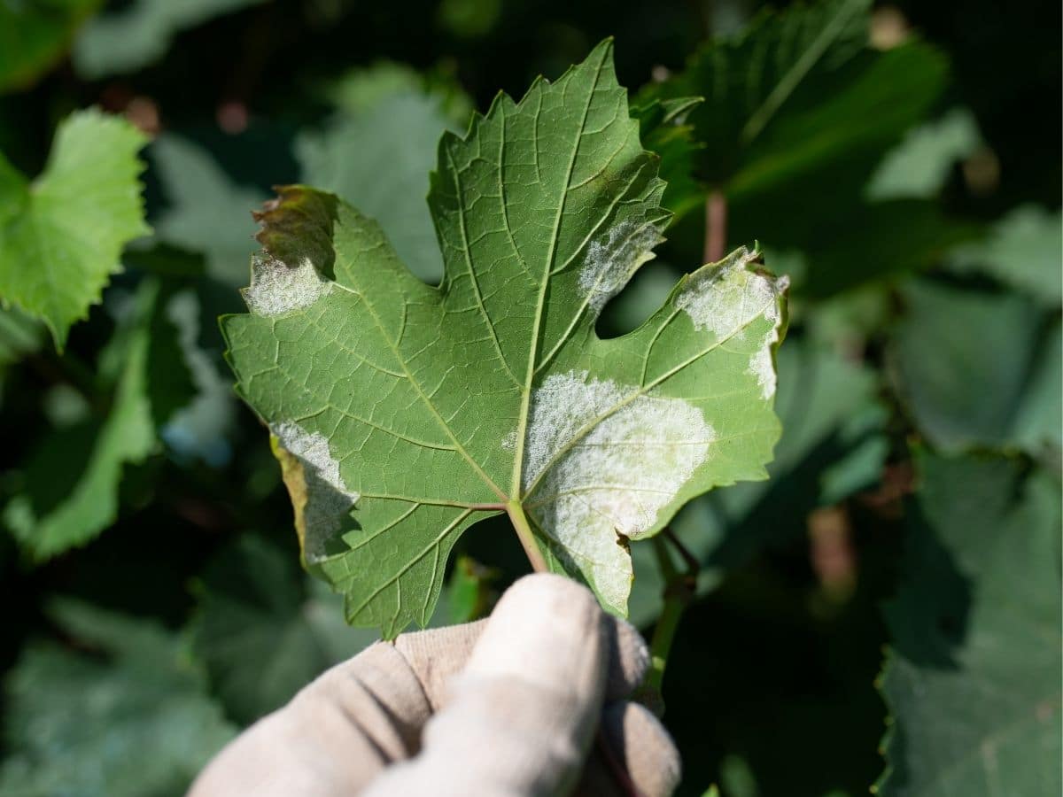 12 Amazing Ways to Use Baking Soda in the Garden Gardening