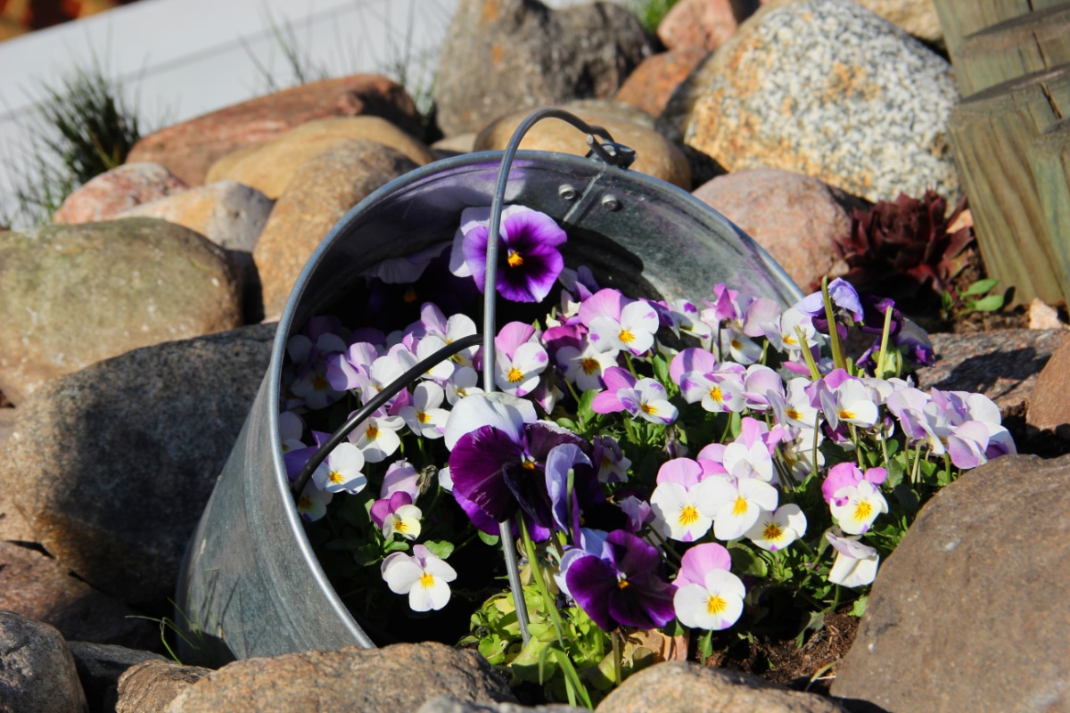 50 Pansy Varieties and How to Care For Them Gardening