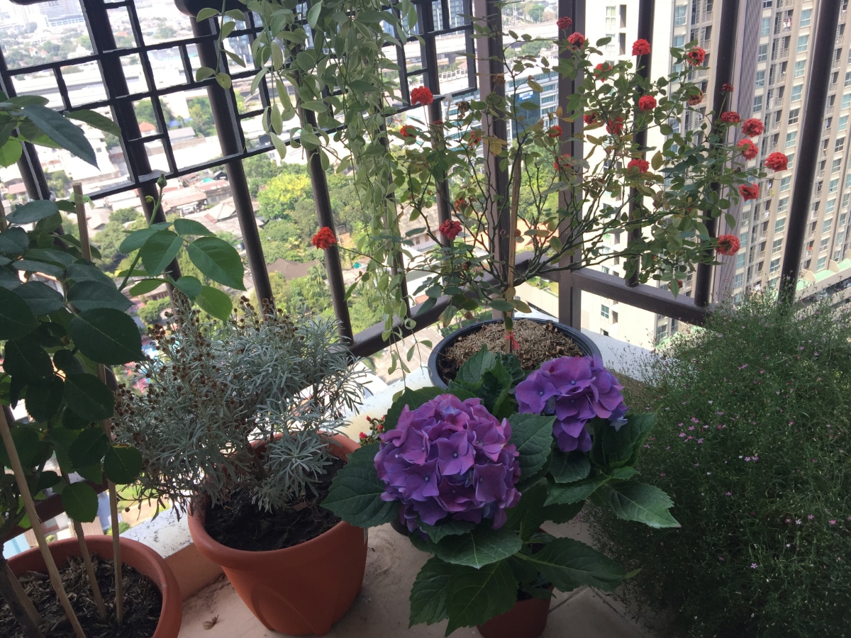 17 Beautiful Flowers for Small Balcony Gardens Gardening