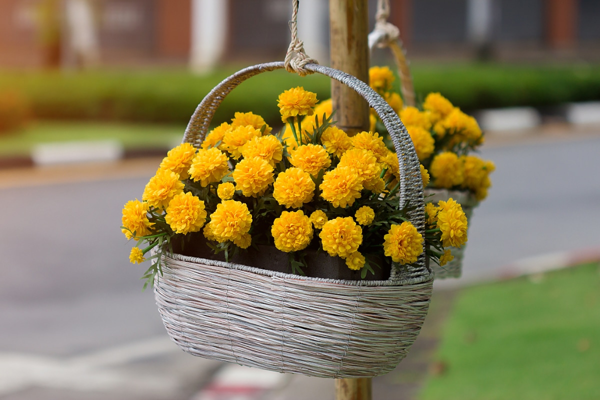 40 Amazing Plants to Grow in Hanging Baskets Gardening