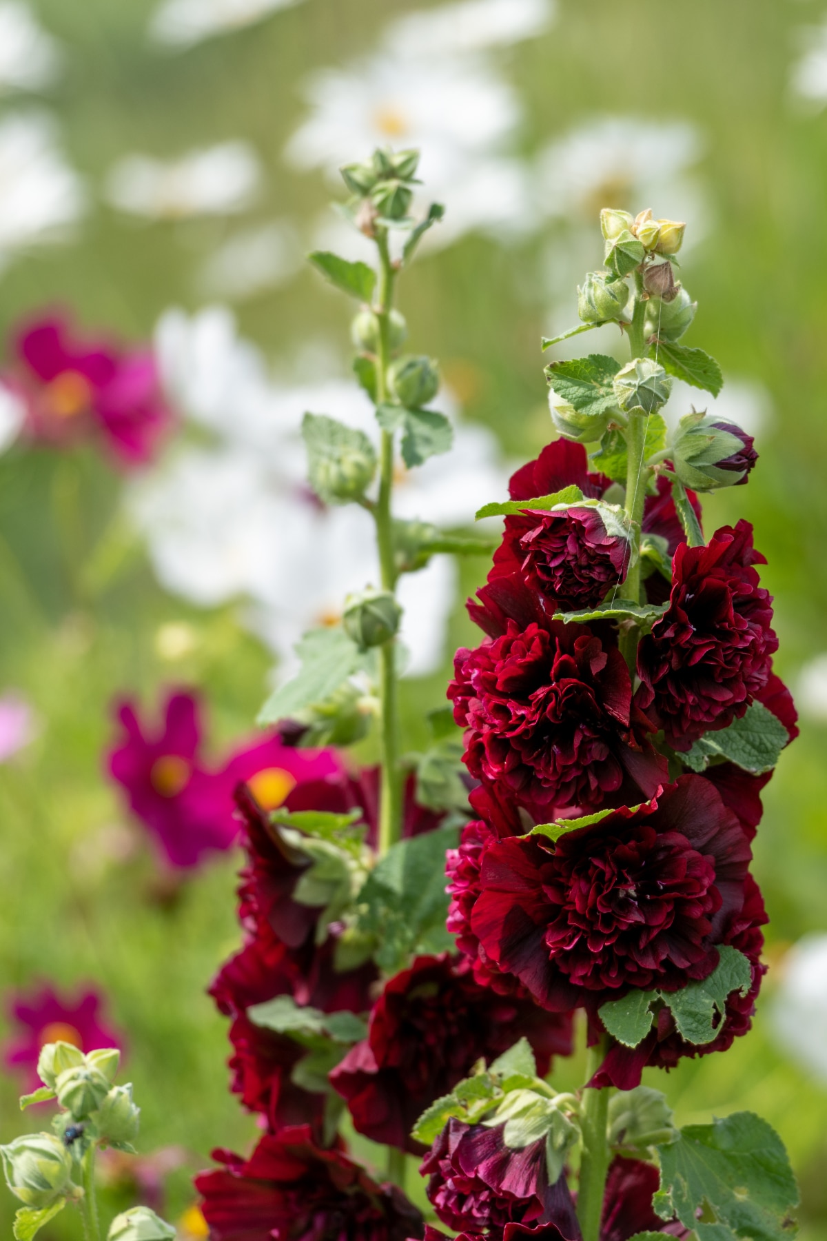 40 Amazing Plants to Grow in Hanging Baskets Gardening