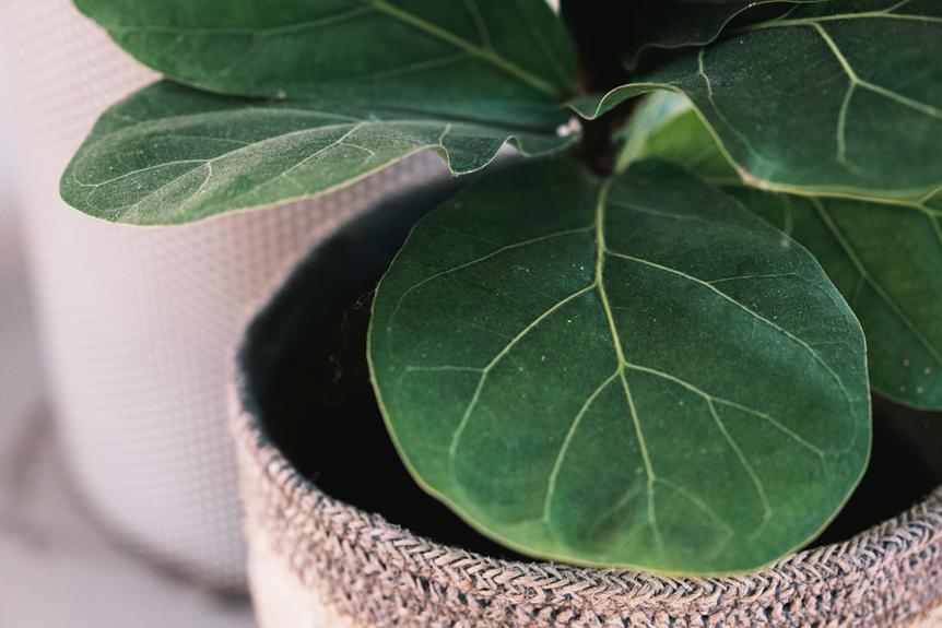 Why Is Your Fiddle Leaf Fig Not Growing? Possible Causes and Solutions
