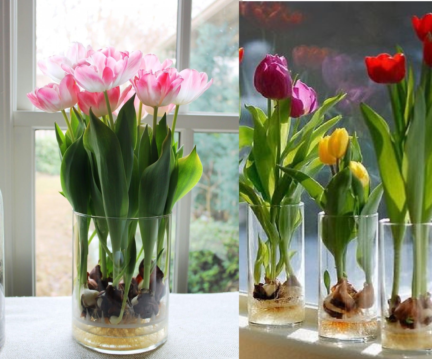 How To Grow Tulips In Water In 9 Steps Plants & Gardens