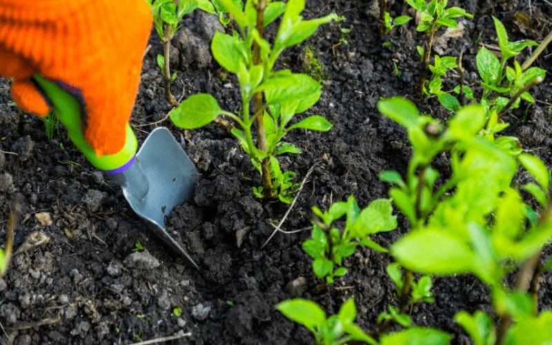 Do Hydrangeas Like Coffee Grounds? (If YES, What Quantity?)