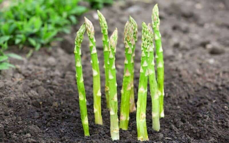 Asparagus Growing Roots at Manuel Triplett blog