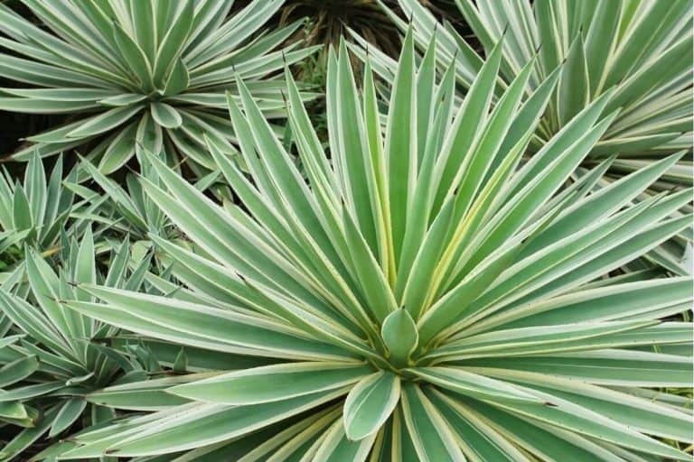 Top 13 Species of Plants With Spiky Leaves (+ Their Photos)