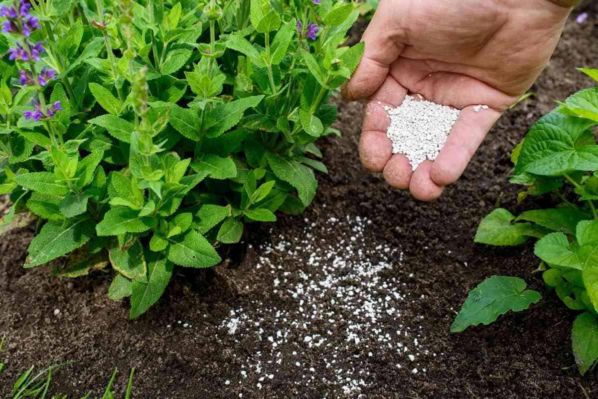 Is Fish Fertilizer Good for All Plants? (Read This First)