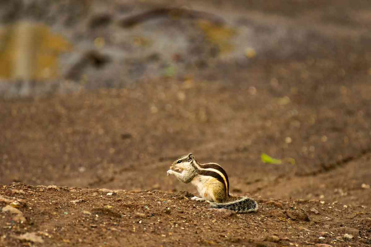 Do Coffee Grounds Keep Squirrels Away?