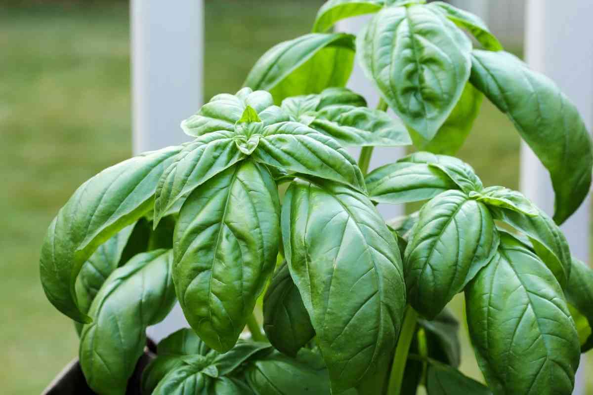 Why Is Basil Plant Wilting? (9 Causes and Solutions)