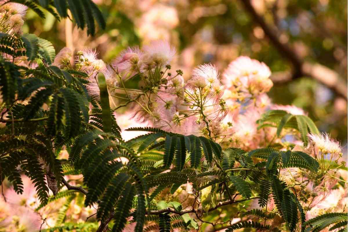Mimosa Tree Vs Powder Puff Tree (Key Differences)