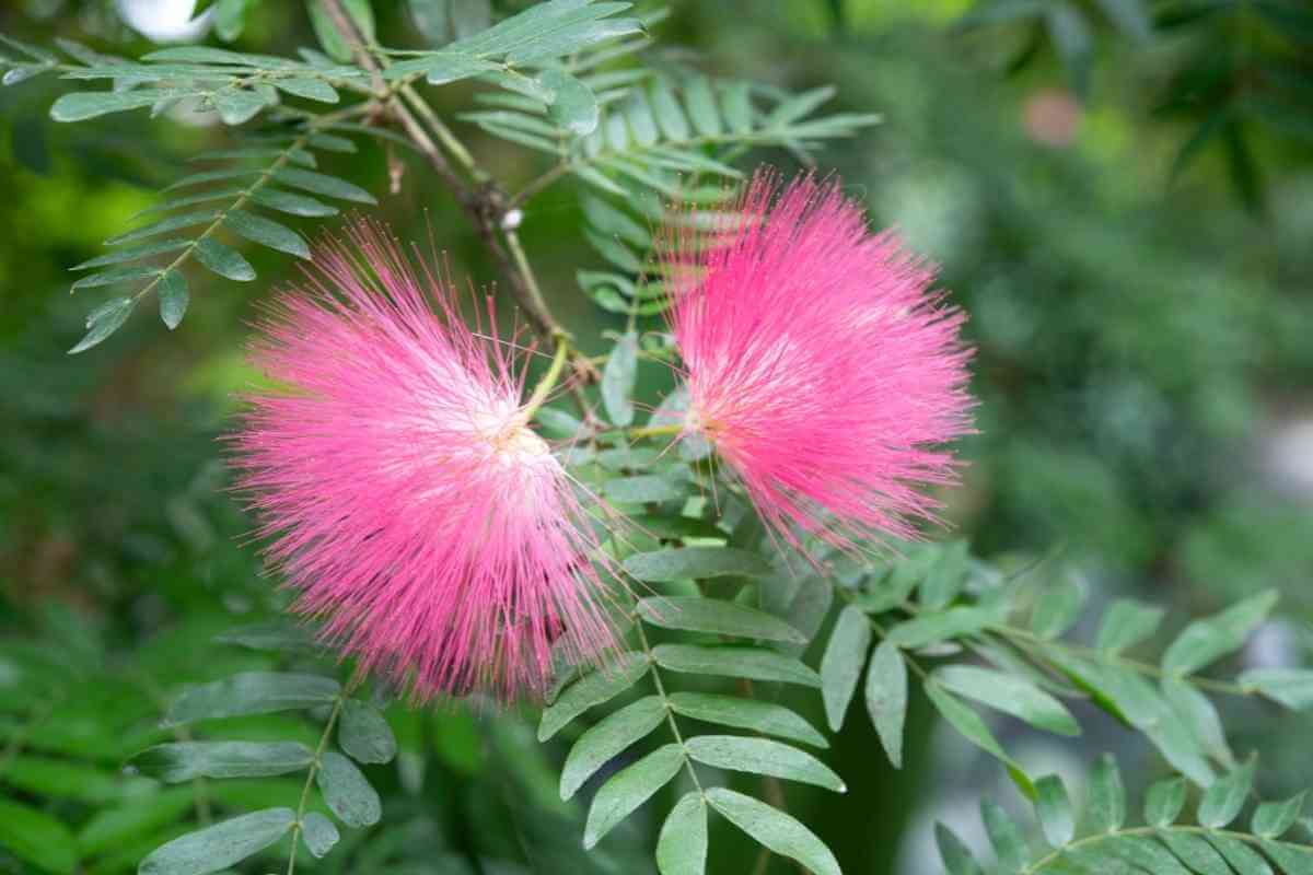 Mimosa Tree Vs Powder Puff Tree (Key Differences)
