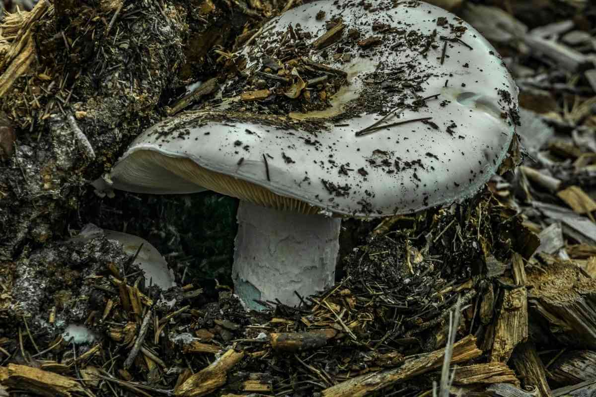 Will Mushroom Compost Burn Plants? (Well Explained)