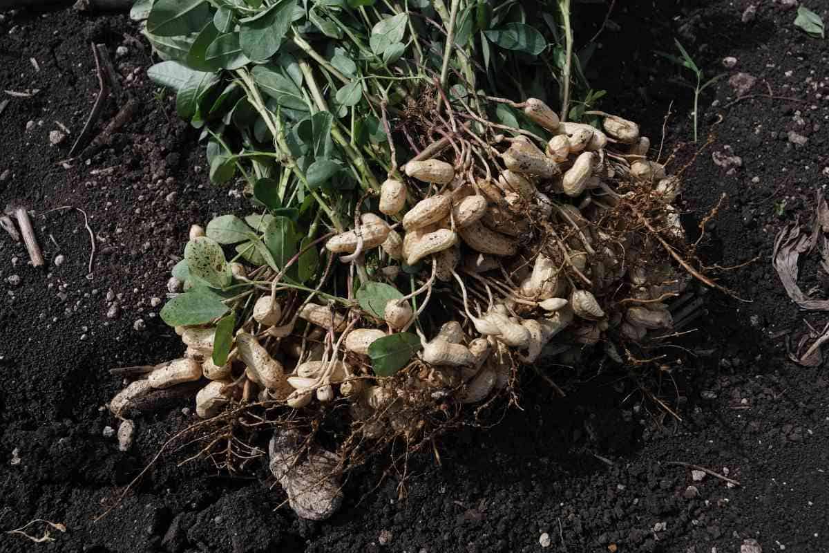 Are Peanuts Fruits Or Vegetable? (Or Nuts?)