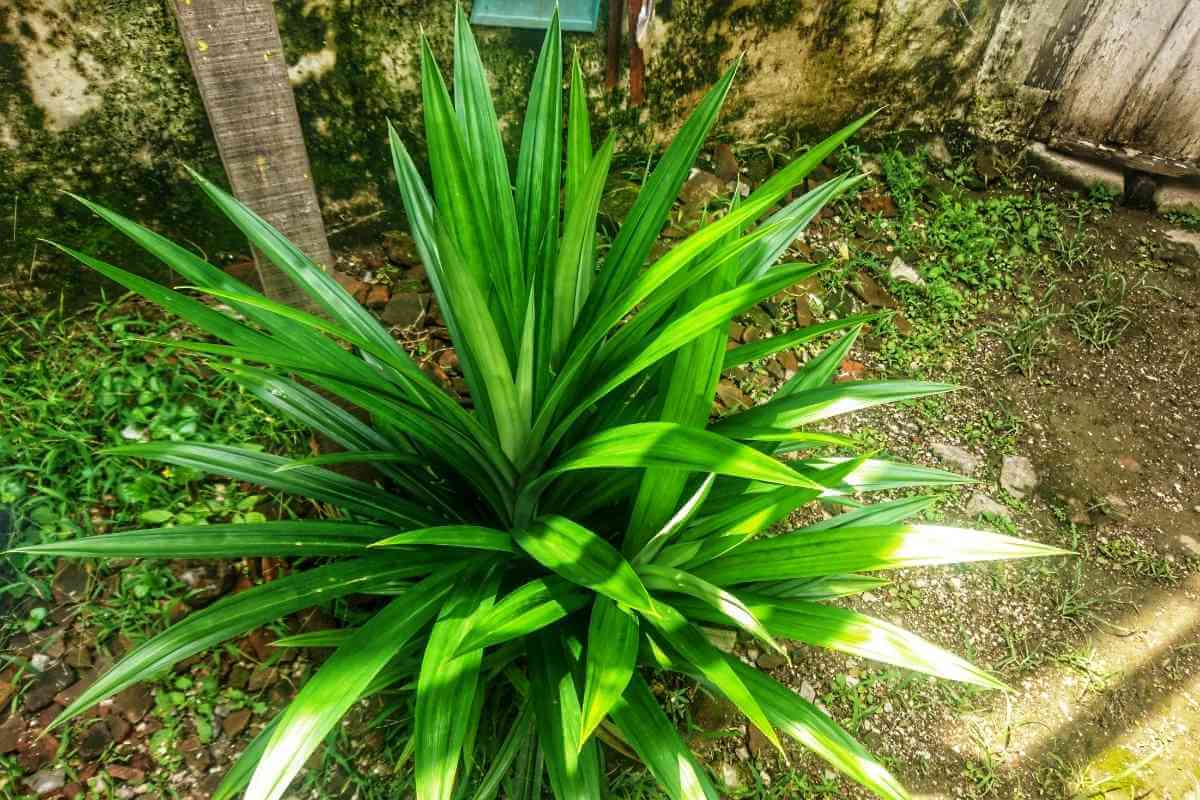 Top 7 Plants Similar To Spider Plants