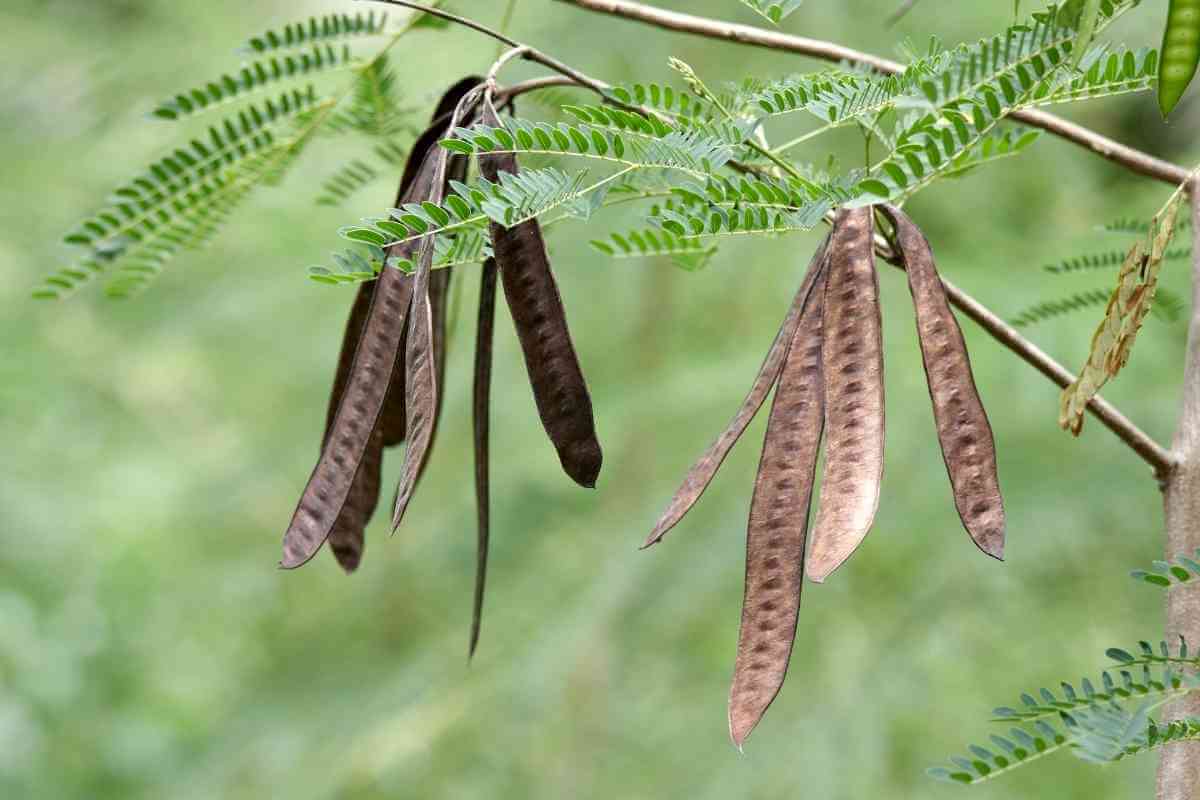 Top 13 Plants That Grow Well in Arizona Full Sun