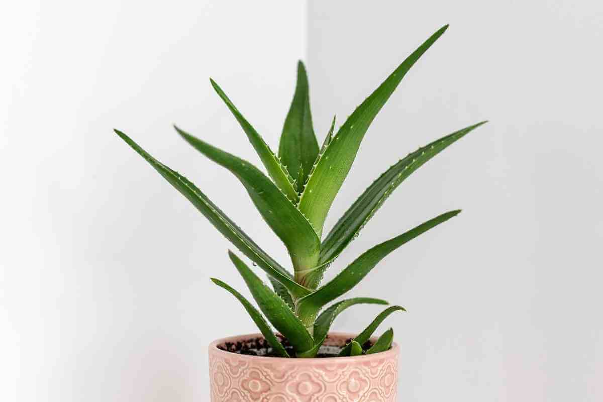 Top 13 Plants That Grow Well in Arizona Full Sun