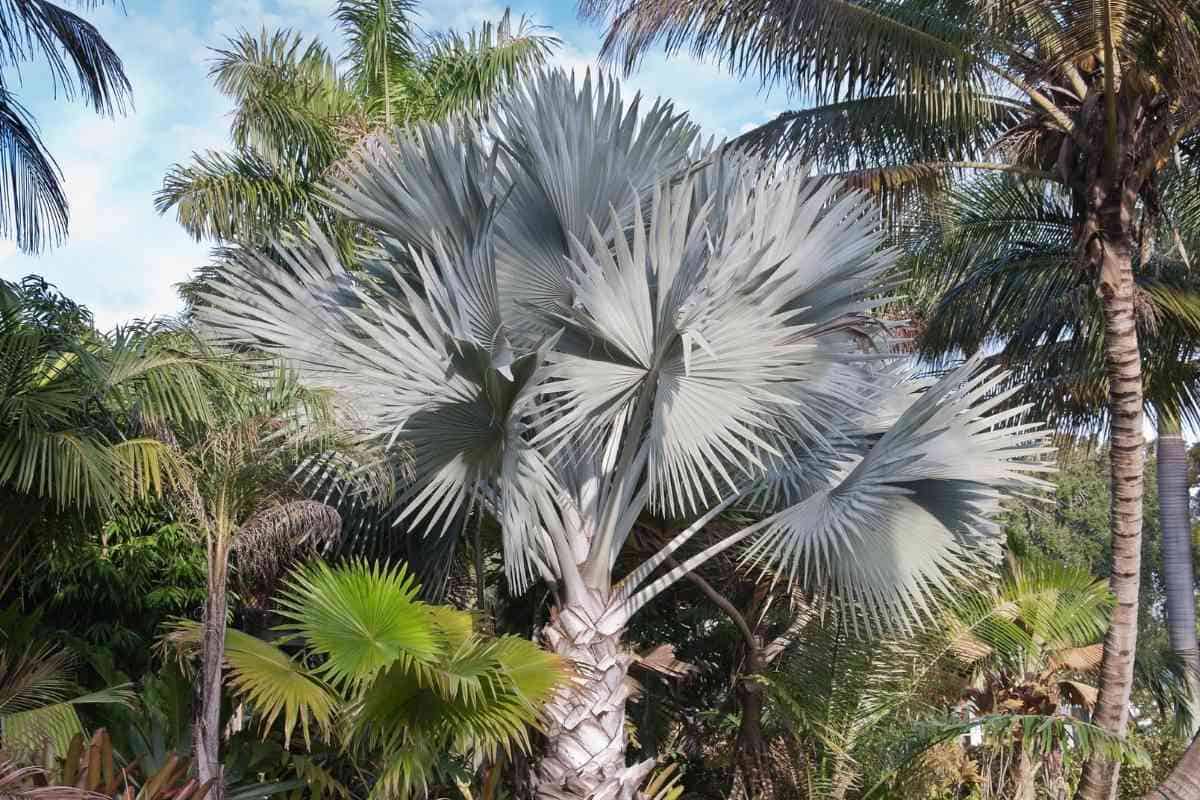 6 Different Types of Palm Trees in Arizona (With Pictures)
