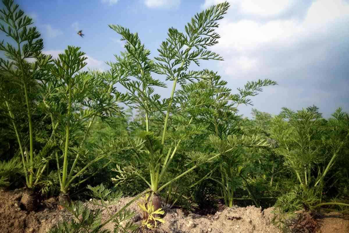 25 Best Jalapeno Companion Plants (With Pictures)