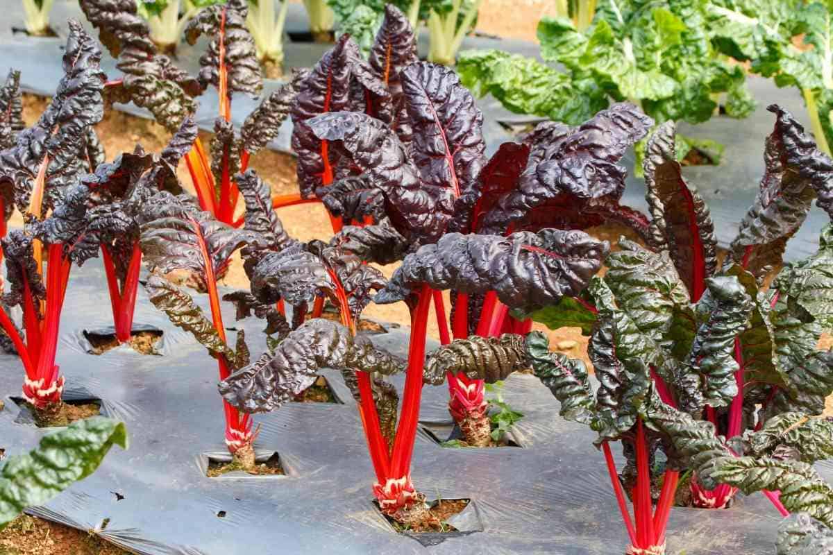 25 Best Jalapeno Companion Plants (With Pictures)