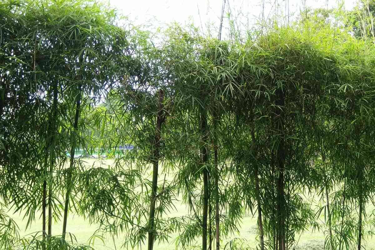How Fast Does Bamboo Grow? (Bamboo Growth RATE Explained)