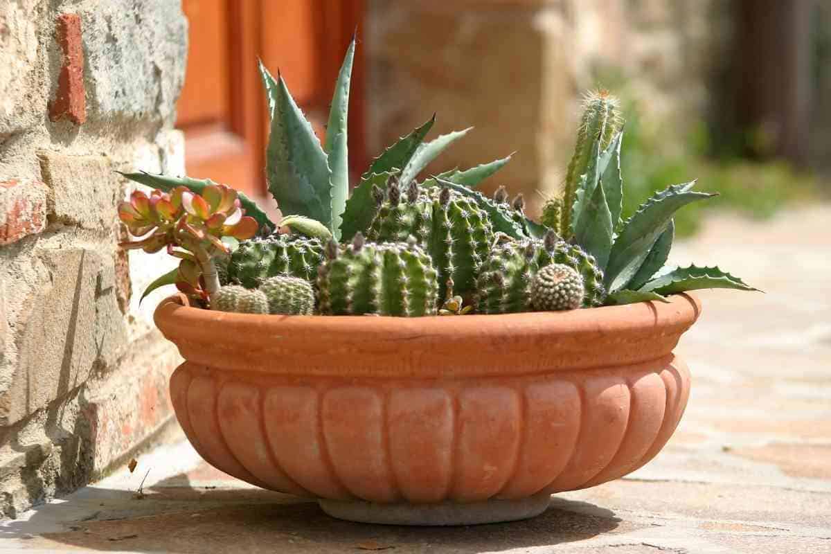 Why Is My Cactus Turning Brown? (How To Save It)